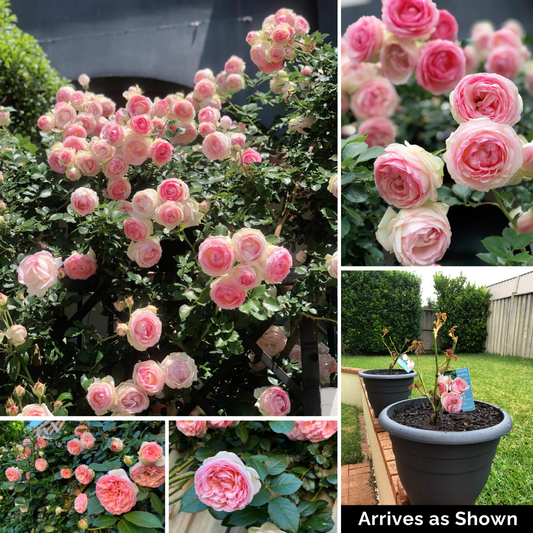 Kletterrose – Pink Gem Eden