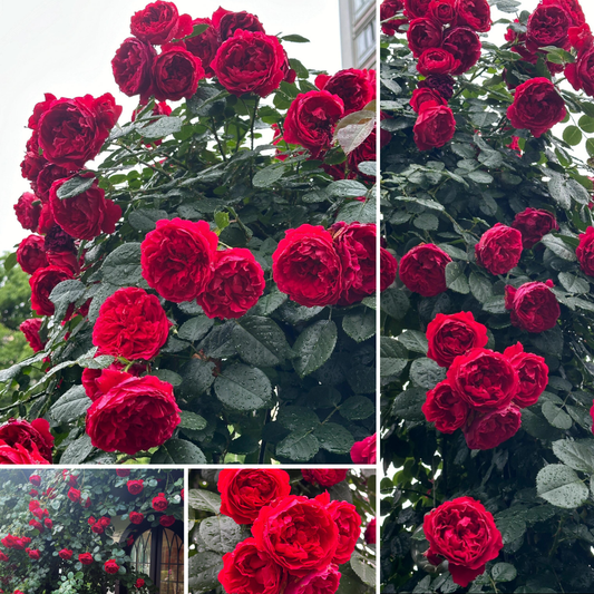Kletterrose – Florentina