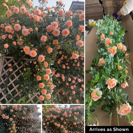 Kletterrose – Sweet Dream