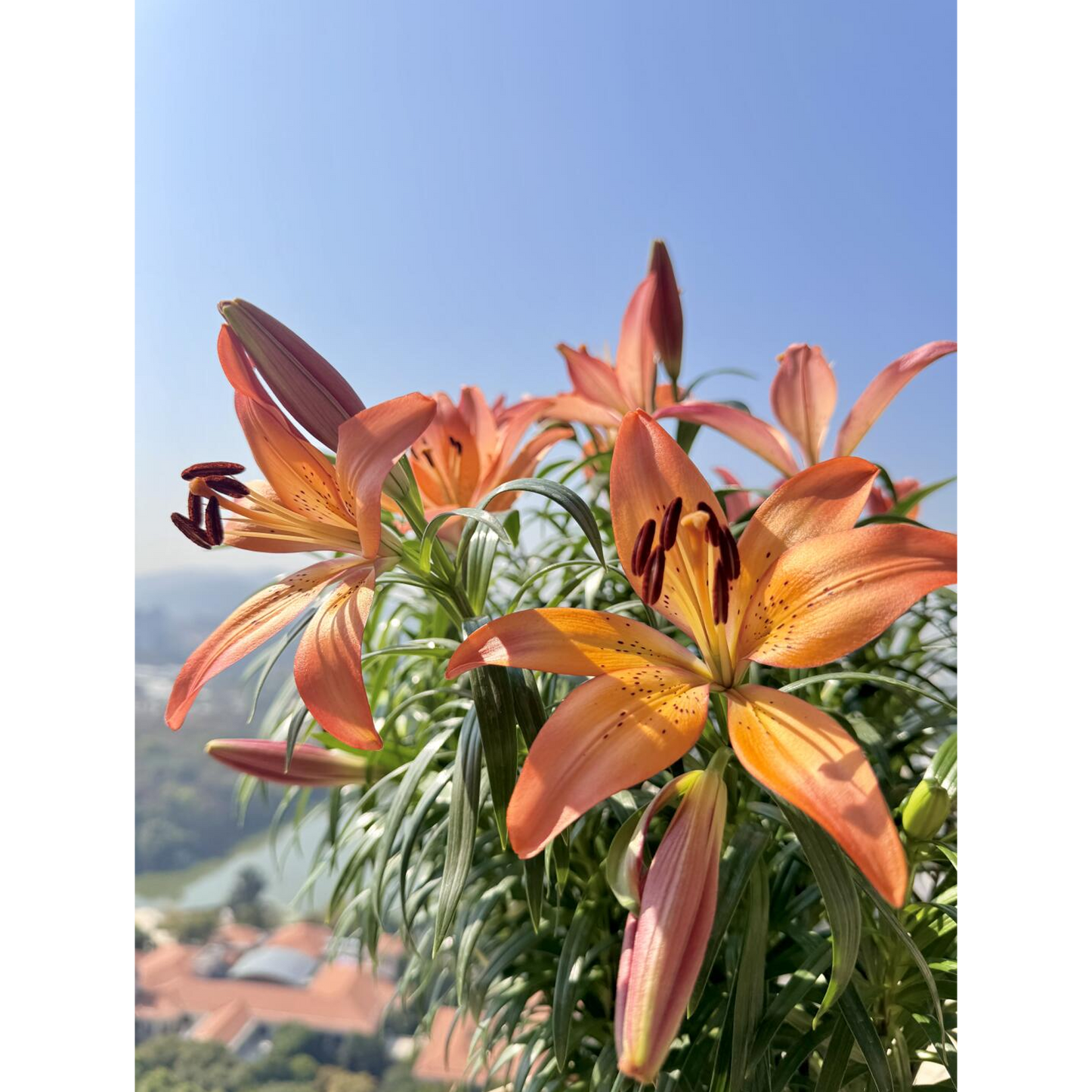 Lilienzwiebeln – Royal Sunset
