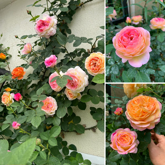 Kletterrose – Gradient French Romanee Jansen