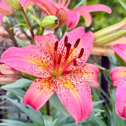 Lilienzwiebeln – Fancy Dance
