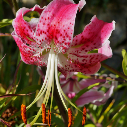 Lilienzwiebeln – Spec. Var. Rubrum Uchida