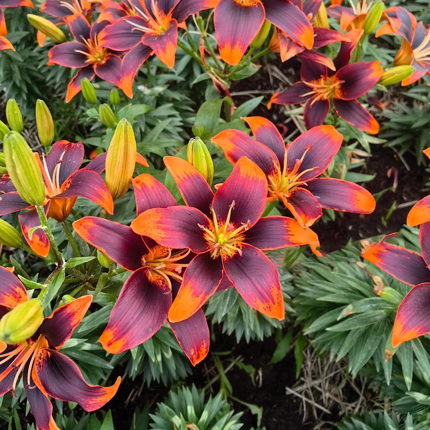 Asiatische Lilienzwiebeln - Susan Forever