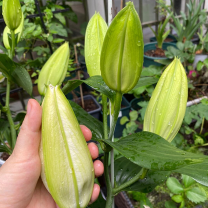 Lilienzwiebeln – Captain Tricolore