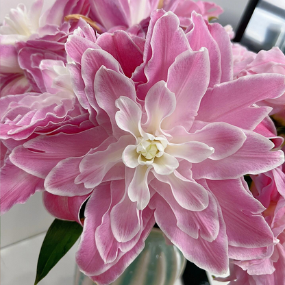 Lilienzwiebeln – Lotus Wonder