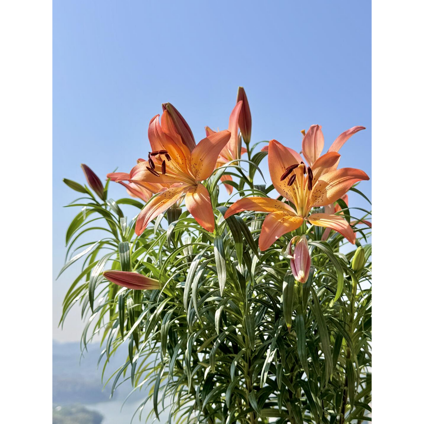 Lilienzwiebeln – Royal Sunset