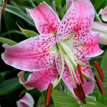 Lilienzwiebeln – Spec. Var. Rubrum Uchida