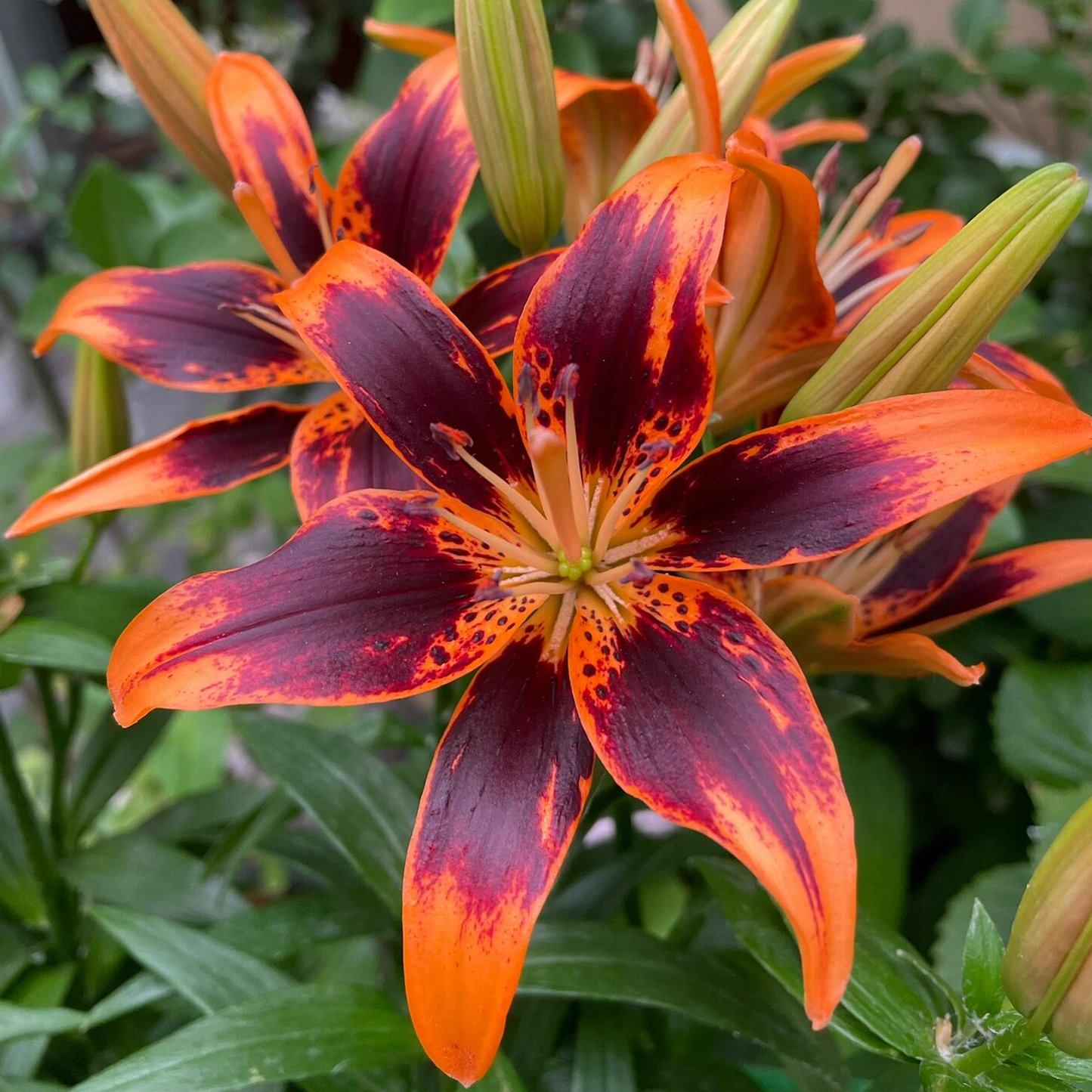 Asiatische Lilienzwiebeln - Susan Forever