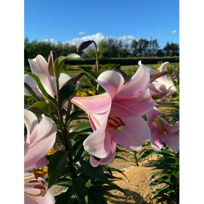 Lilienzwiebeln - Cali