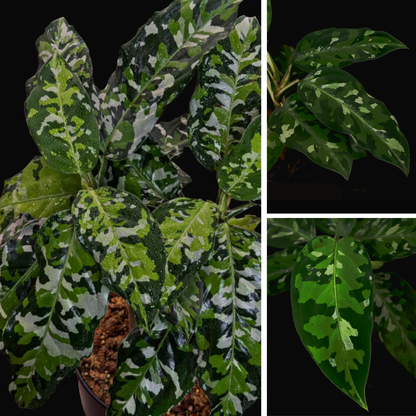 Aglaonema pictum ‘Camouflage’ – Sumatra-Rarität