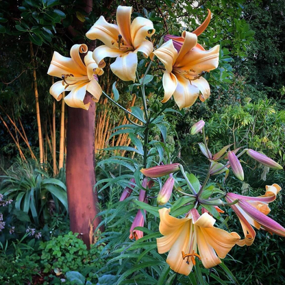 Lilienzwiebeln – Afrikanische Königin
