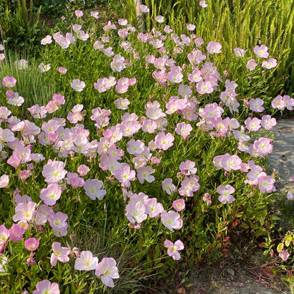 Showy Evening Primrose Seeds