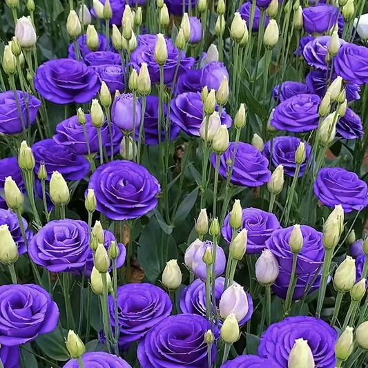 Lisanthus / Eustoma grandiflorum Samen – Die dornlose Rose