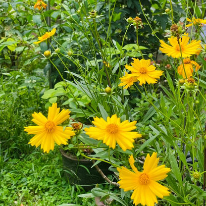 Lance-Leaf Coreopsis Seeds