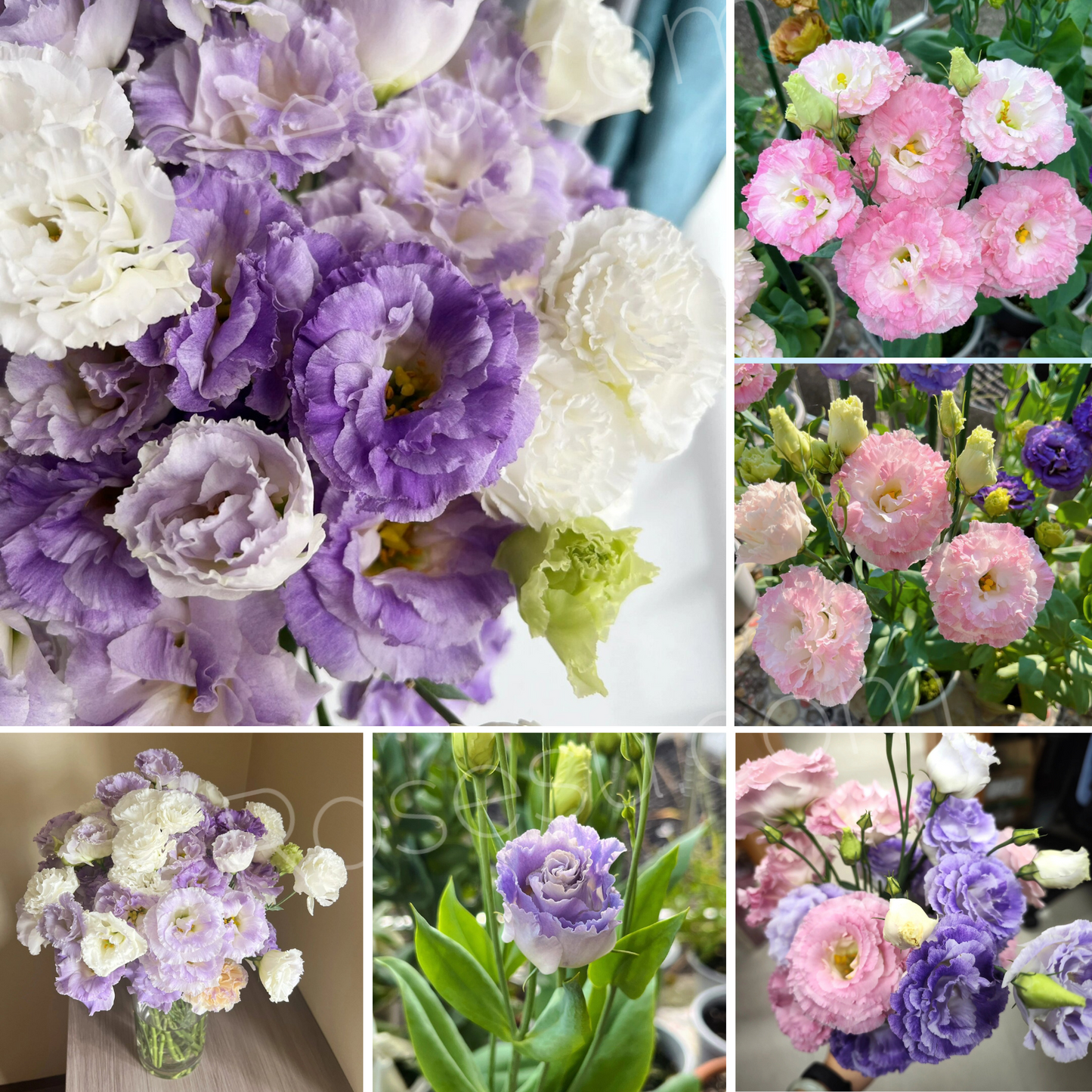 Lisanthus / Eustoma grandiflorum Samen – Die dornlose Rose