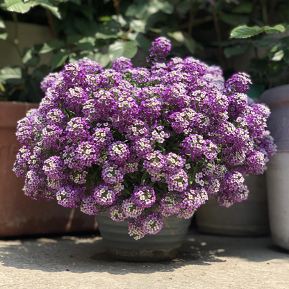 Sweet Alyssum Seeds (Dwarf)