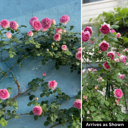 Kletterrose – Luoyi