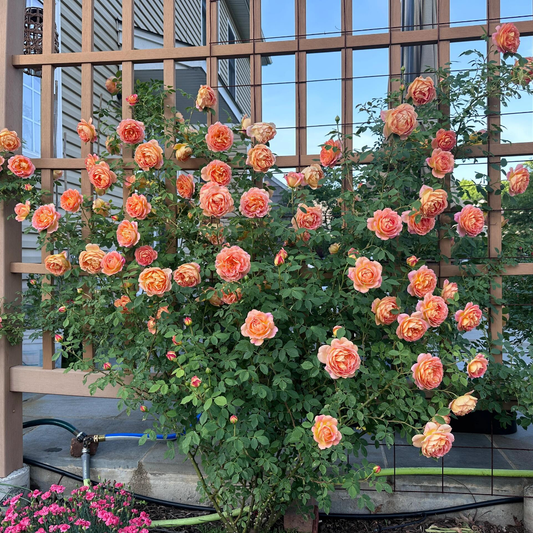 Kletterrose – Lady Charlotte